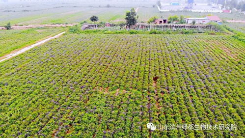 雙招雙引共建科研基地，中藥康養促進鄉村振興