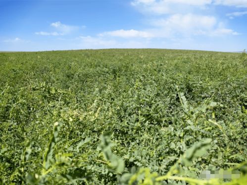 家庭農場成農民增收致富新亮點 中草藥科技引領鄉村振興