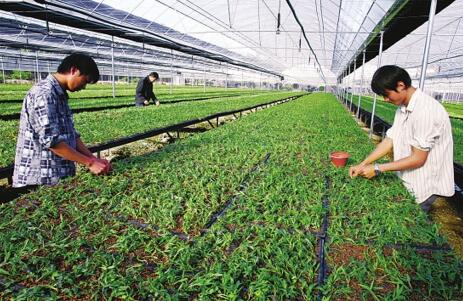 大學情侶返鄉創業，中草藥科技咨詢年入百萬的傳奇