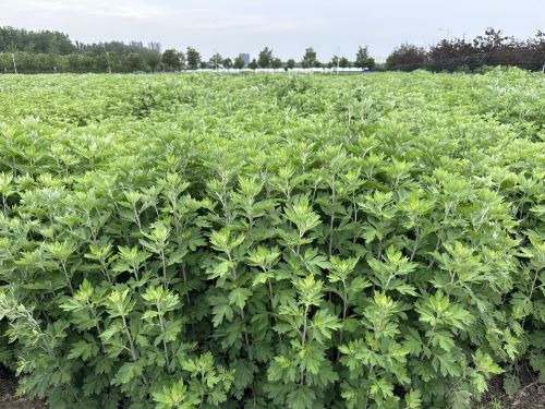 強化科技支撐，從源頭提升中藥材質量——河南省農科院中藥材研究所技術咨詢服務探索