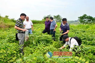 科技賦能產業，專家調研助力邵東中藥材基地發展